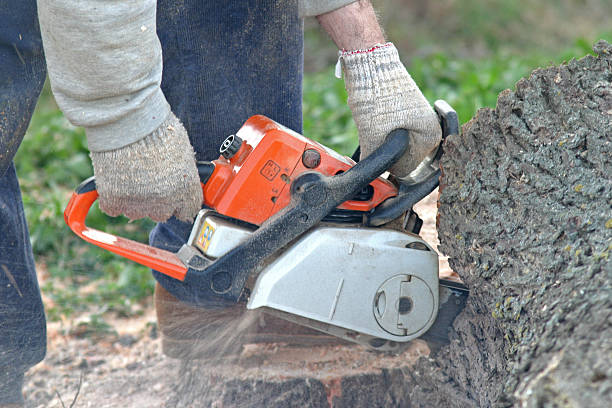 How Our Tree Care Process Works  in  Hauser, ID