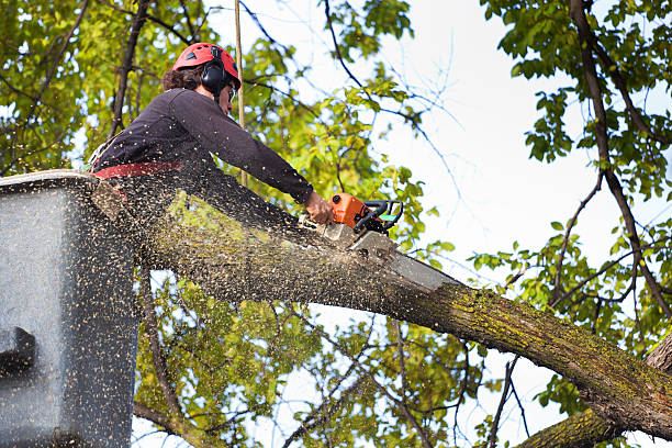 Best Stump Grinding and Removal  in Hauser, ID