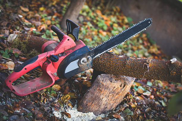 Best Tree Risk Assessment  in Hauser, ID