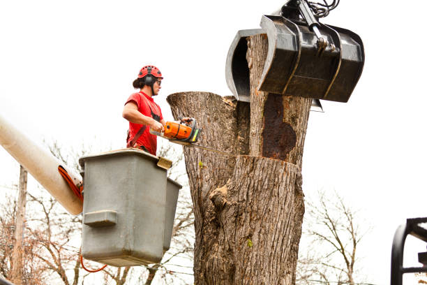 Reliable Hauser, ID Tree Services Solutions