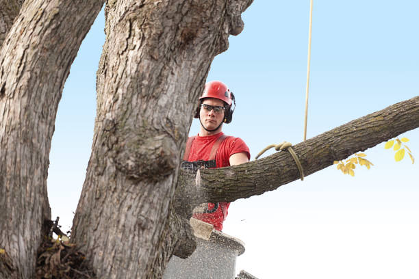 Best Tree Removal Service  in Hauser, ID